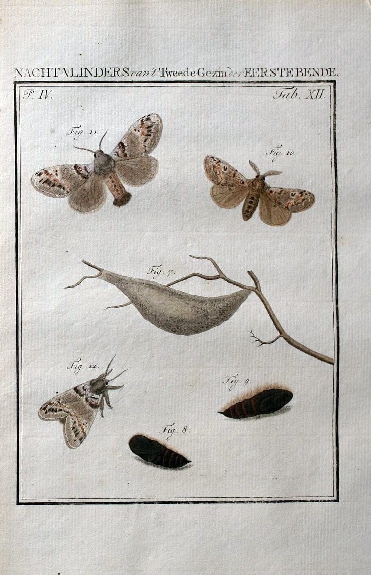 Beschouwing der wonderen Gods :.Amsterdam :J.C. Sepp,[1762-1860]. |  | Vintage Print Reproduction 460479