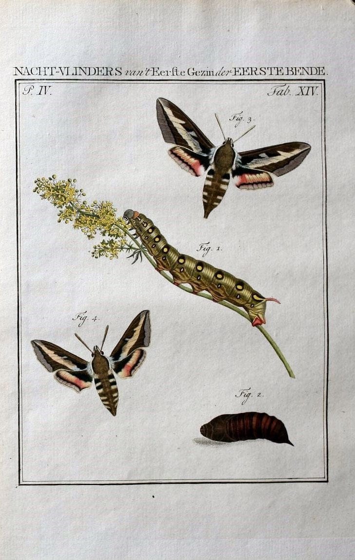 Beschouwing der wonderen Gods :.Amsterdam :J.C. Sepp,[1762-1860]. |  | Vintage Print Reproduction 460482