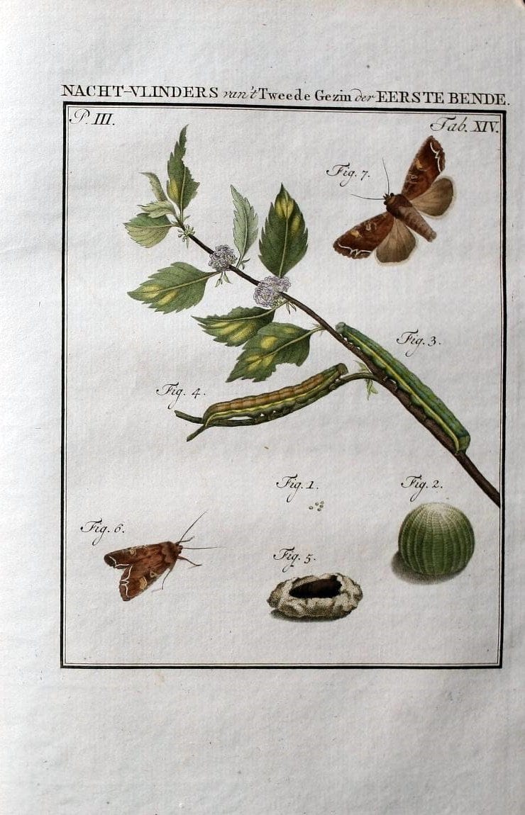 Beschouwing der wonderen Gods :.Amsterdam :J.C. Sepp,[1762-1860]. | Entomology Netherlands "University of Illinois Urbana Champaign" | Vintage Print Reproduction 460483