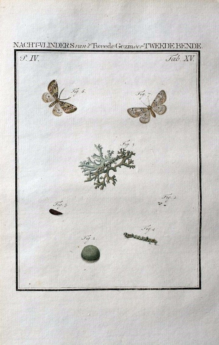 Beschouwing der wonderen Gods :.Amsterdam :J.C. Sepp,[1762-1860]. | Entomology Netherlands "University of Illinois Urbana Champaign" | Vintage Print Reproduction 460484