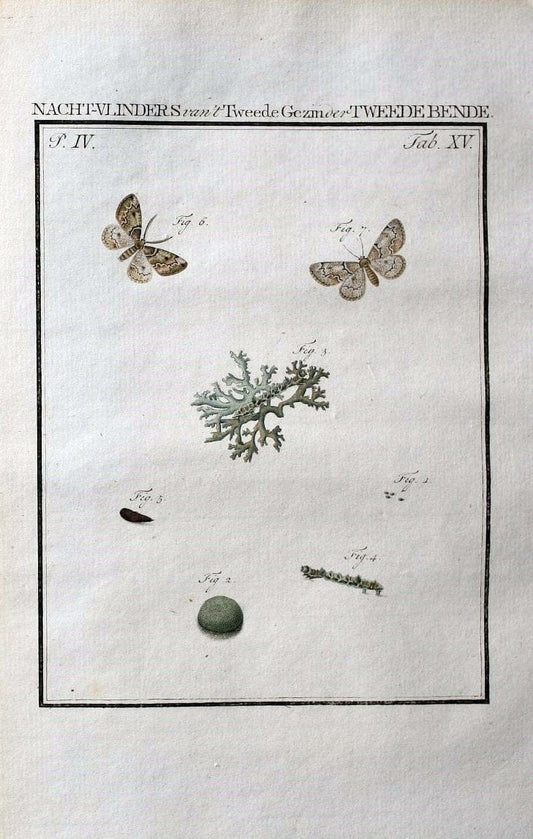 Beschouwing der wonderen Gods :.Amsterdam :J.C. Sepp,[1762-1860]. | Entomology Netherlands "University of Illinois Urbana Champaign" | Vintage Print Reproduction 460484
