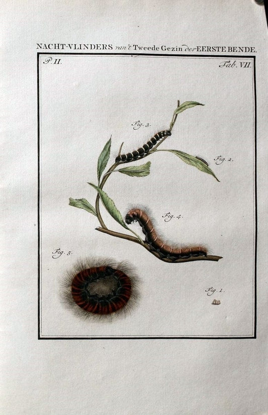 Beschouwing der wonderen Gods :.Amsterdam :J.C. Sepp,[1762-1860]. | Entomology Netherlands "University of Illinois Urbana Champaign" | Vintage Print Reproduction 460485