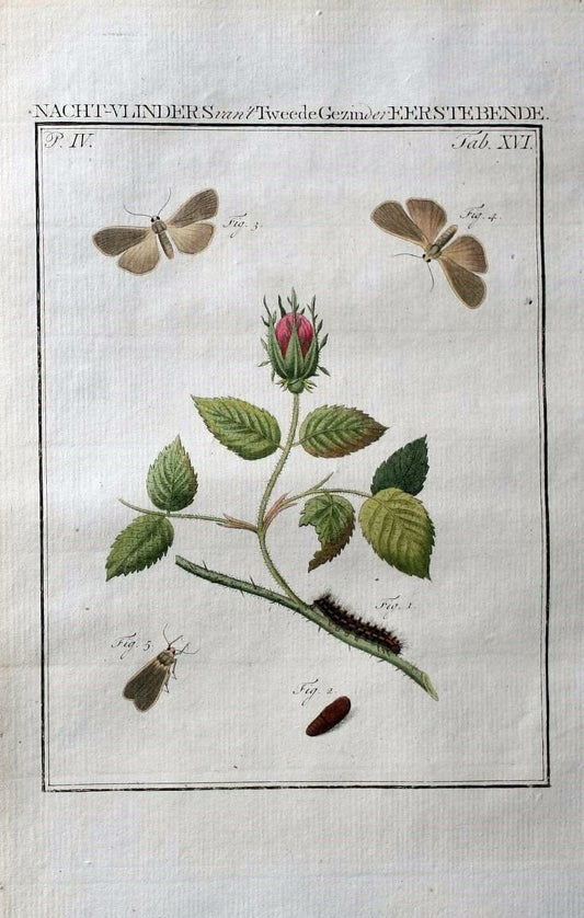 Beschouwing der wonderen Gods :.Amsterdam :J.C. Sepp,[1762-1860]. | Entomology Netherlands "University of Illinois Urbana Champaign" | Vintage Print Reproduction 460486
