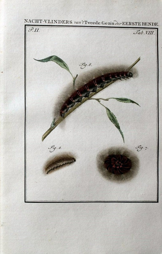 Beschouwing der wonderen Gods :.Amsterdam :J.C. Sepp,[1762-1860]. | Entomology Netherlands "University of Illinois Urbana Champaign" | Vintage Print Reproduction 460487