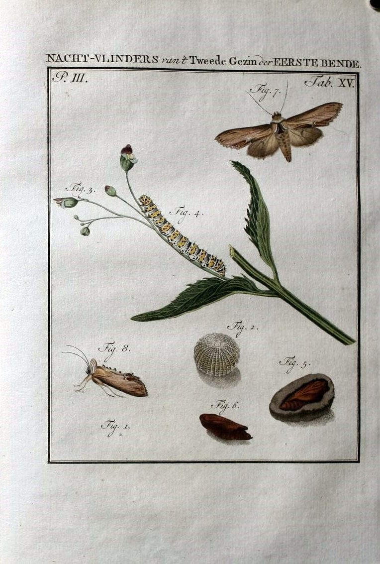 Beschouwing der wonderen Gods :.Amsterdam :J.C. Sepp,[1762-1860]. | Entomology Netherlands "University of Illinois Urbana Champaign" | Vintage Print Reproduction 460488