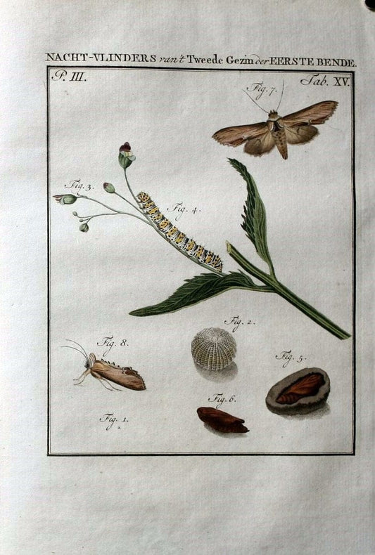 Beschouwing der wonderen Gods :.Amsterdam :J.C. Sepp,[1762-1860]. | Entomology Netherlands "University of Illinois Urbana Champaign" | Vintage Print Reproduction 460488