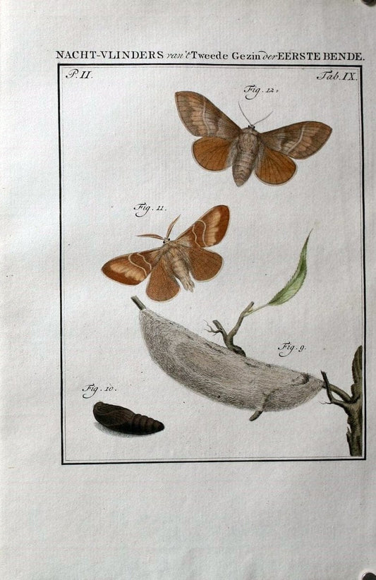 Beschouwing der wonderen Gods :.Amsterdam :J.C. Sepp,[1762-1860]. | Entomology Netherlands "University of Illinois Urbana Champaign" | Vintage Print Reproduction 460489