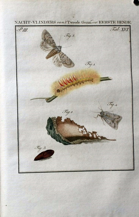 Beschouwing der wonderen Gods :.Amsterdam :J.C. Sepp,[1762-1860]. | Entomology Netherlands "University of Illinois Urbana Champaign" | Vintage Print Reproduction 460490