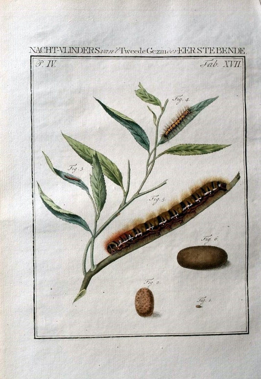 Beschouwing der wonderen Gods :.Amsterdam :J.C. Sepp,[1762-1860]. | Entomology Netherlands "University of Illinois Urbana Champaign" | Vintage Print Reproduction 460491