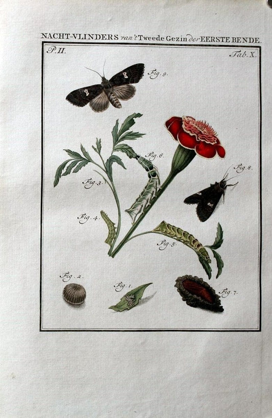 Beschouwing der wonderen Gods :.Amsterdam :J.C. Sepp,[1762-1860]. | Entomology Netherlands "University of Illinois Urbana Champaign" | Vintage Print Reproduction 460492