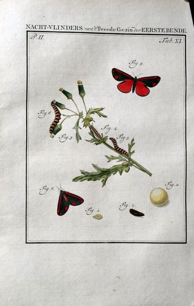 Beschouwing der wonderen Gods :.Amsterdam :J.C. Sepp,[1762-1860]. | Entomology Netherlands "University of Illinois Urbana Champaign" | Vintage Print Reproduction 460494