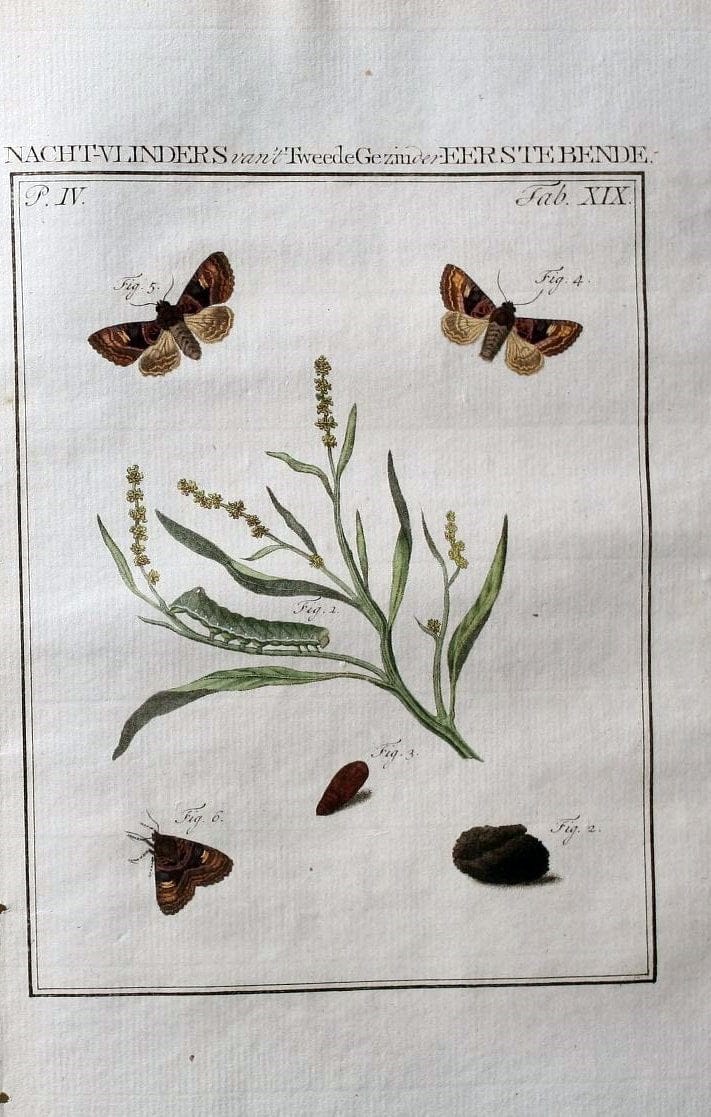 Beschouwing der wonderen Gods :.Amsterdam :J.C. Sepp,[1762-1860]. | Entomology Netherlands "University of Illinois Urbana Champaign" | Vintage Print Reproduction 460495
