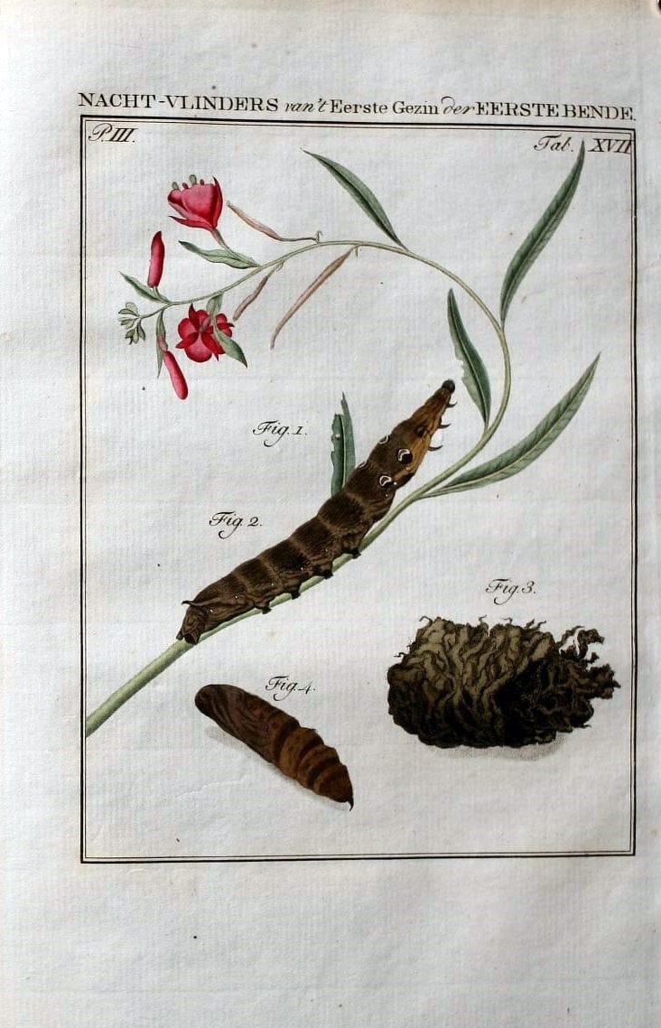 Beschouwing der wonderen Gods :.Amsterdam :J.C. Sepp,[1762-1860]. | Entomology Netherlands "University of Illinois Urbana Champaign" | Vintage Print Reproduction 460496