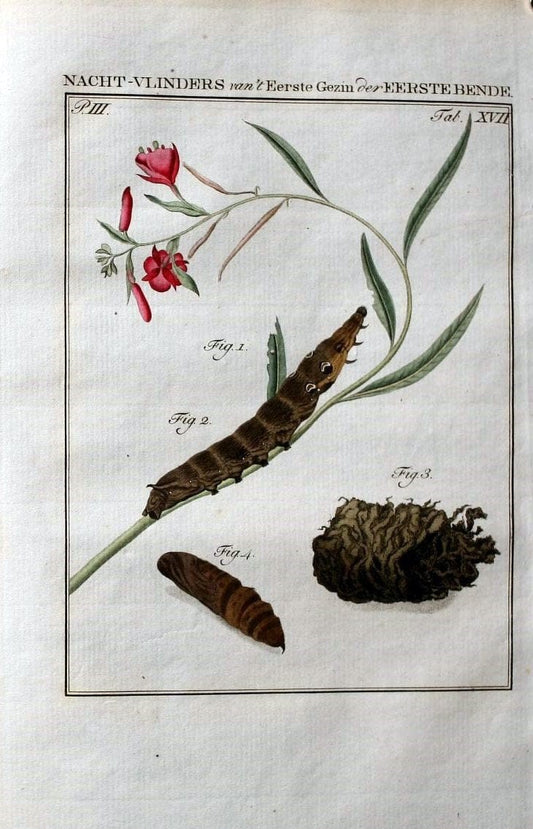 Beschouwing der wonderen Gods :.Amsterdam :J.C. Sepp,[1762-1860]. | Entomology Netherlands "University of Illinois Urbana Champaign" | Vintage Print Reproduction 460496