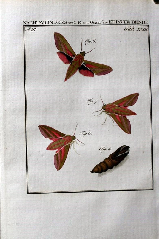 Beschouwing der wonderen Gods :.Amsterdam :J.C. Sepp,[1762-1860]. | Entomology Netherlands "University of Illinois Urbana Champaign" | Vintage Print Reproduction 460497