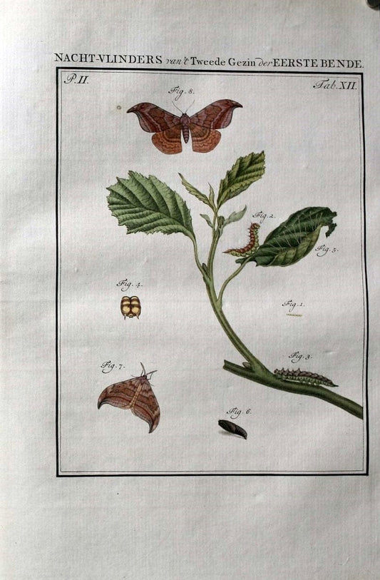 Beschouwing der wonderen Gods :.Amsterdam :J.C. Sepp,[1762-1860]. | Entomology Netherlands "University of Illinois Urbana Champaign" | Vintage Print Reproduction 460498