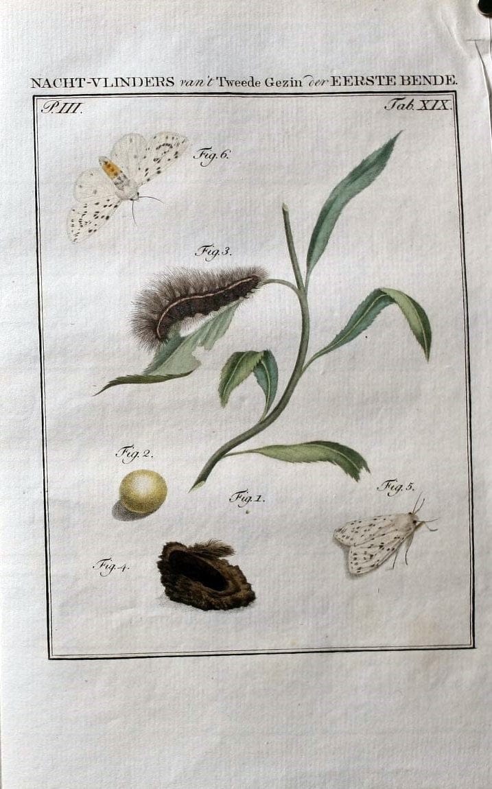 Beschouwing der wonderen Gods :.Amsterdam :J.C. Sepp,[1762-1860]. | Entomology Netherlands "University of Illinois Urbana Champaign" | Vintage Print Reproduction 460500