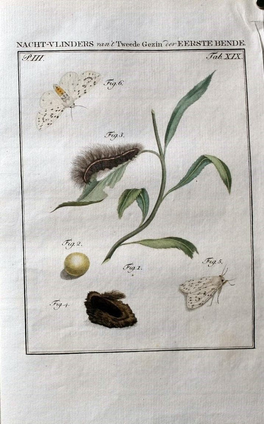 Beschouwing der wonderen Gods :.Amsterdam :J.C. Sepp,[1762-1860]. | Entomology Netherlands "University of Illinois Urbana Champaign" | Vintage Print Reproduction 460500