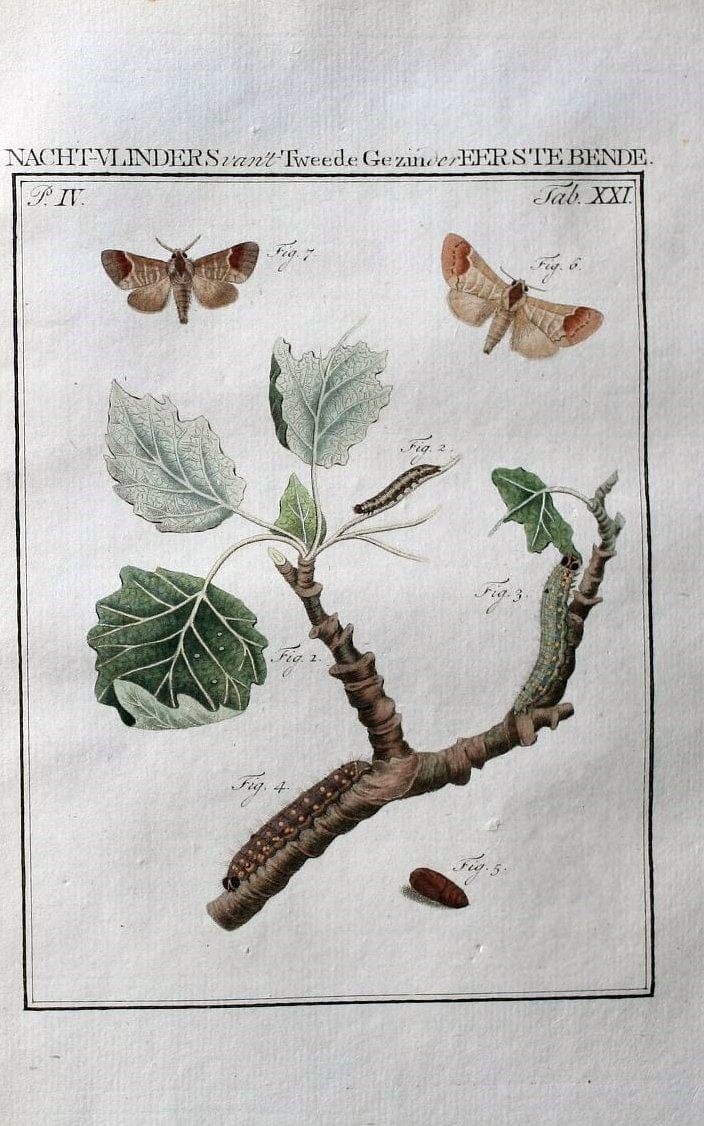 Beschouwing der wonderen Gods :.Amsterdam :J.C. Sepp,[1762-1860]. | Entomology Netherlands "University of Illinois Urbana Champaign" | Vintage Print Reproduction 460501