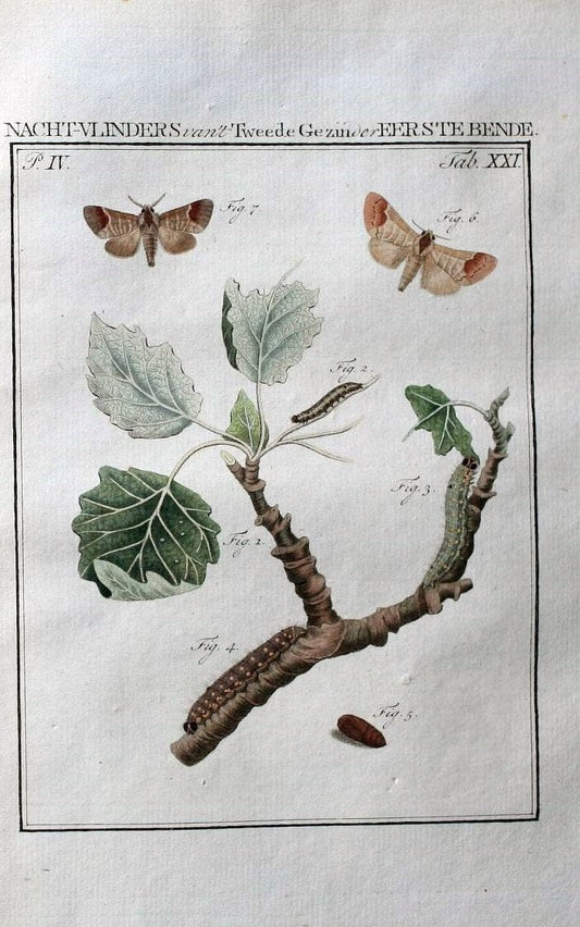 Beschouwing der wonderen Gods :.Amsterdam :J.C. Sepp,[1762-1860]. | Entomology Netherlands "University of Illinois Urbana Champaign" | Vintage Print Reproduction 460501