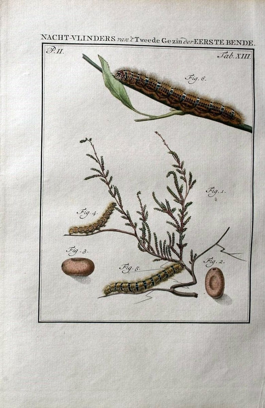 Beschouwing der wonderen Gods :.Amsterdam :J.C. Sepp,[1762-1860]. | Entomology Netherlands "University of Illinois Urbana Champaign" | Vintage Print Reproduction 460502