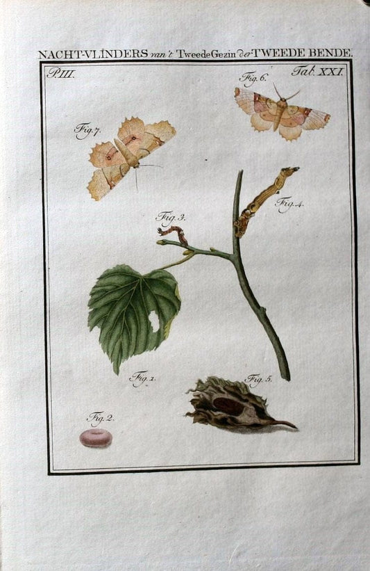 Beschouwing der wonderen Gods :.Amsterdam :J.C. Sepp,[1762-1860]. | Entomology Netherlands "University of Illinois Urbana Champaign" | Vintage Print Reproduction 460506