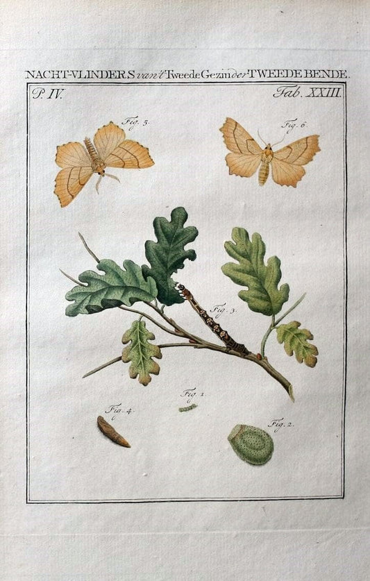 Beschouwing der wonderen Gods :.Amsterdam :J.C. Sepp,[1762-1860]. | Entomology Netherlands "University of Illinois Urbana Champaign" | Vintage Print Reproduction 460508