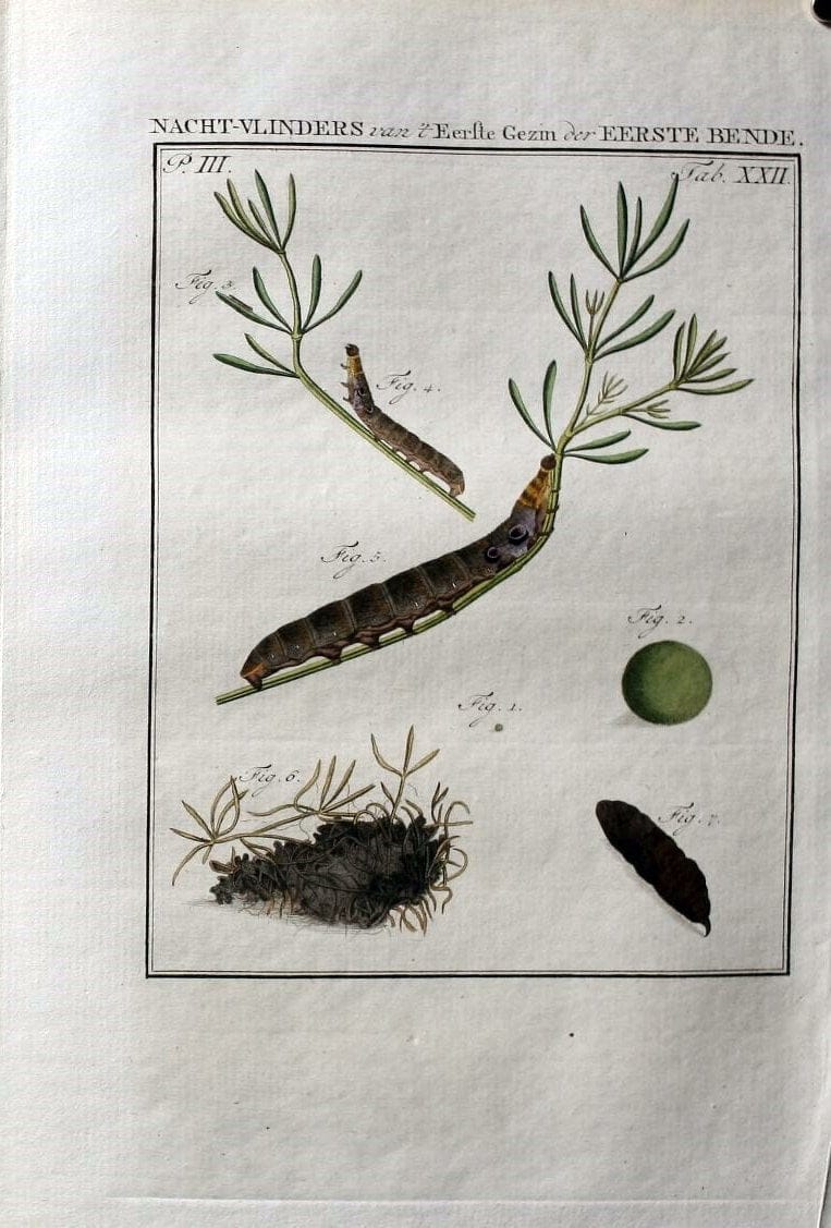 Beschouwing der wonderen Gods :.Amsterdam :J.C. Sepp,[1762-1860]. | Entomology Netherlands "University of Illinois Urbana Champaign" | Vintage Print Reproduction 460509