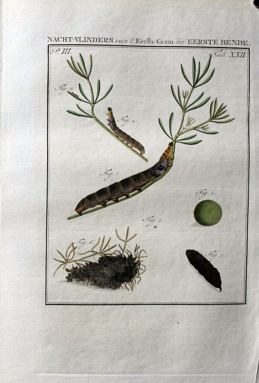 Beschouwing der wonderen Gods :.Amsterdam :J.C. Sepp,[1762-1860]. | Entomology Netherlands "University of Illinois Urbana Champaign" | Vintage Print Reproduction 460509