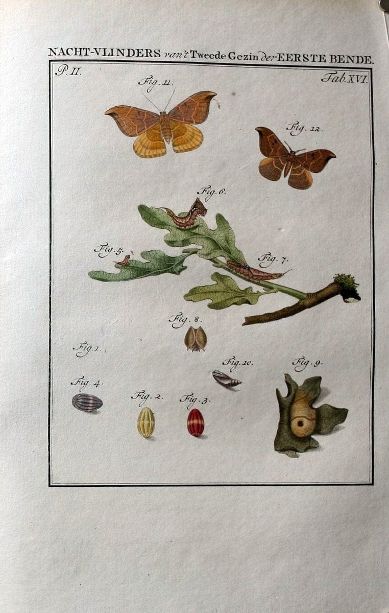 Beschouwing der wonderen Gods :.Amsterdam :J.C. Sepp,[1762-1860]. | Entomology Netherlands "University of Illinois Urbana Champaign" | Vintage Print Reproduction 460510