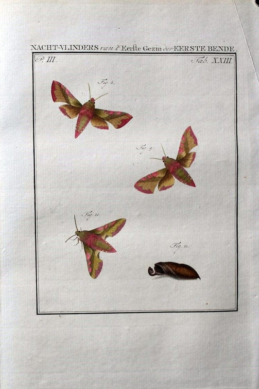 Beschouwing der wonderen Gods :.Amsterdam :J.C. Sepp,[1762-1860]. | Entomology Netherlands "University of Illinois Urbana Champaign" | Vintage Print Reproduction 460511