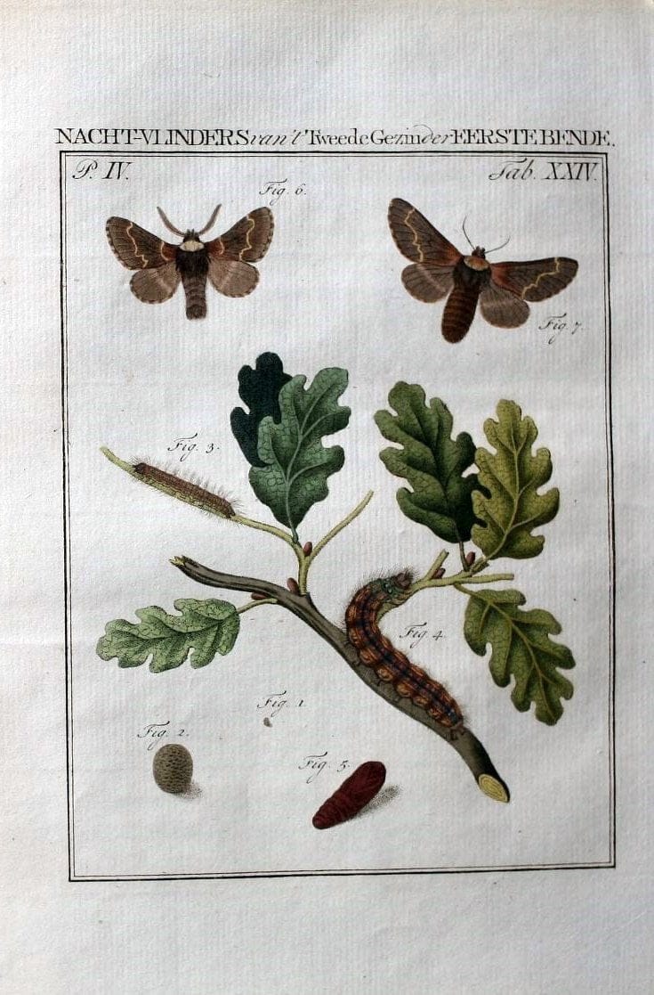 Beschouwing der wonderen Gods :.Amsterdam :J.C. Sepp,[1762-1860]. | Entomology Netherlands "University of Illinois Urbana Champaign" | Vintage Print Reproduction 460512