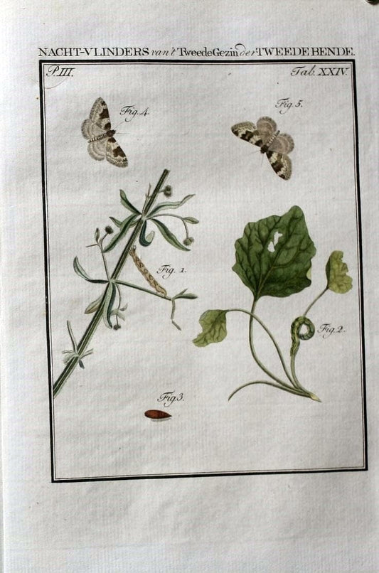 Beschouwing der wonderen Gods :.Amsterdam :J.C. Sepp,[1762-1860]. | Entomology Netherlands "University of Illinois Urbana Champaign" | Vintage Print Reproduction 460513