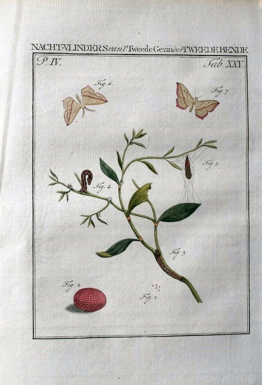 Beschouwing der wonderen Gods :.Amsterdam :J.C. Sepp,[1762-1860]. | Entomology Netherlands "University of Illinois Urbana Champaign" | Vintage Print Reproduction 460514