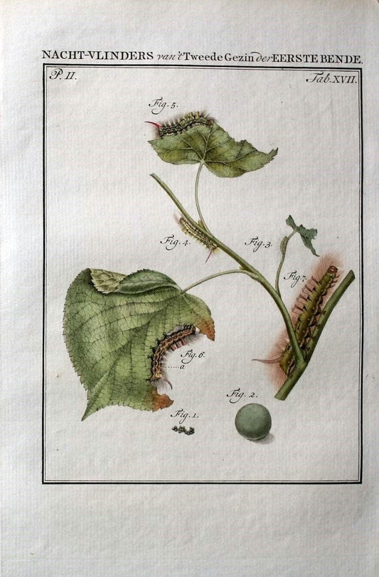 Beschouwing der wonderen Gods :.Amsterdam :J.C. Sepp,[1762-1860]. | Entomology Netherlands "University of Illinois Urbana Champaign" | Vintage Print Reproduction 460515