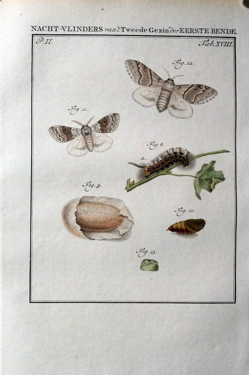 Beschouwing der wonderen Gods :.Amsterdam :J.C. Sepp,[1762-1860]. | Entomology Netherlands "University of Illinois Urbana Champaign" | Vintage Print Reproduction 460516