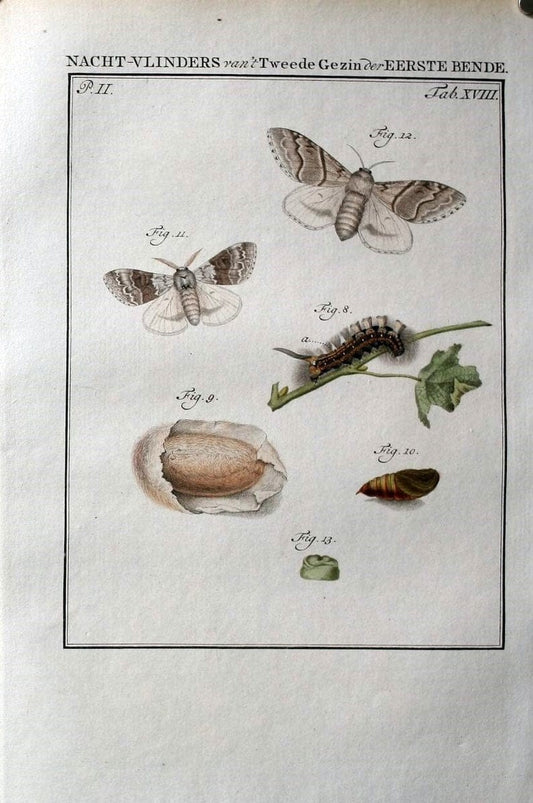 Beschouwing der wonderen Gods :.Amsterdam :J.C. Sepp,[1762-1860]. | Entomology Netherlands "University of Illinois Urbana Champaign" | Vintage Print Reproduction 460516