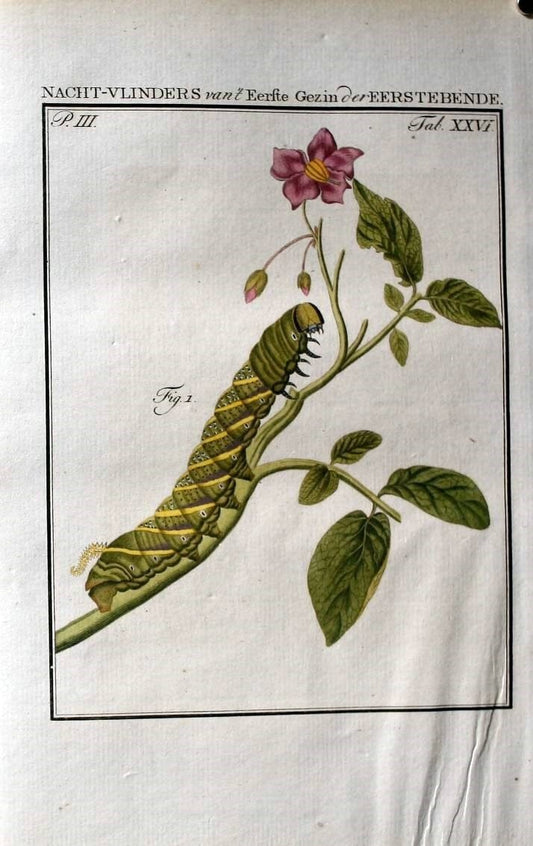 Beschouwing der wonderen Gods :.Amsterdam :J.C. Sepp,[1762-1860]. | Entomology Netherlands "University of Illinois Urbana Champaign" | Vintage Print Reproduction 460519