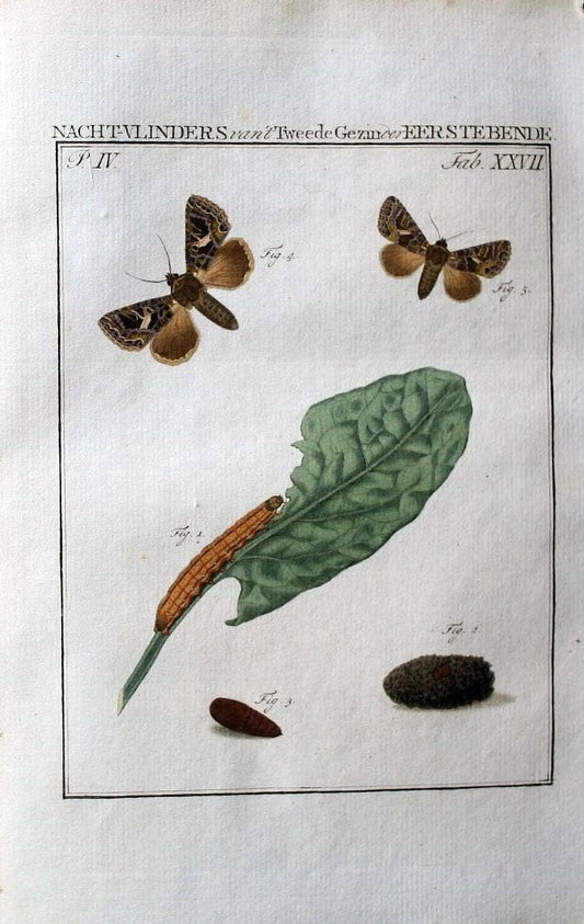 Beschouwing der wonderen Gods :.Amsterdam :J.C. Sepp,[1762-1860]. | Entomology Netherlands "University of Illinois Urbana Champaign" | Vintage Print Reproduction 460520