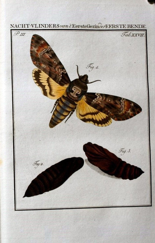 Beschouwing der wonderen Gods :.Amsterdam :J.C. Sepp,[1762-1860]. | Entomology Netherlands "University of Illinois Urbana Champaign" | Vintage Print Reproduction 460522