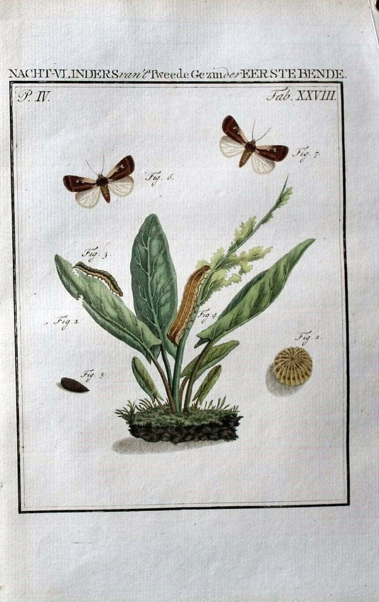Beschouwing der wonderen Gods :.Amsterdam :J.C. Sepp,[1762-1860]. | Entomology Netherlands "University of Illinois Urbana Champaign" | Vintage Print Reproduction 460523