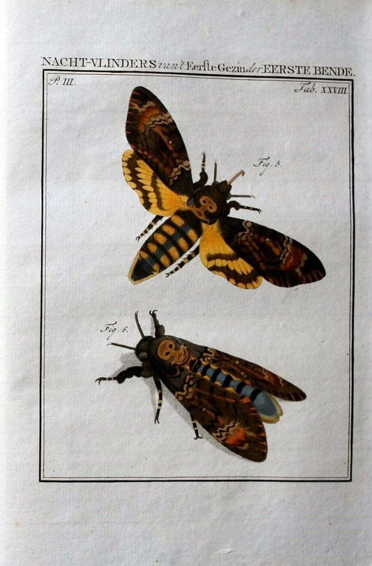 Beschouwing der wonderen Gods :.Amsterdam :J.C. Sepp,[1762-1860]. | Entomology Netherlands "University of Illinois Urbana Champaign" | Vintage Print Reproduction 460524