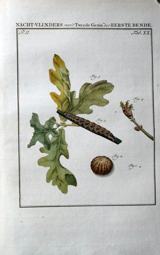 Beschouwing der wonderen Gods :.Amsterdam :J.C. Sepp,[1762-1860]. | Entomology Netherlands "University of Illinois Urbana Champaign" | Vintage Print Reproduction 460525