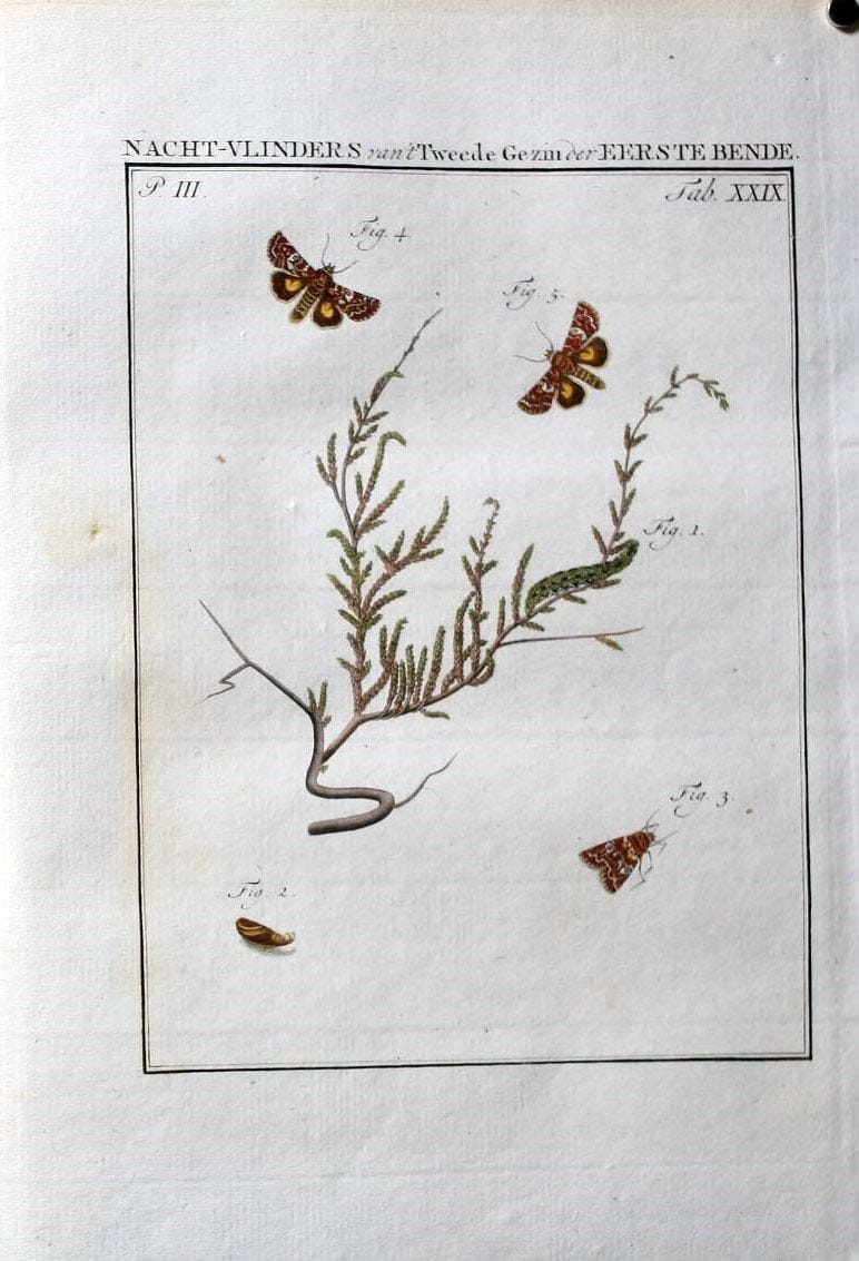 Beschouwing der wonderen Gods :.Amsterdam :J.C. Sepp,[1762-1860]. | Entomology Netherlands "University of Illinois Urbana Champaign" | Vintage Print Reproduction 460526