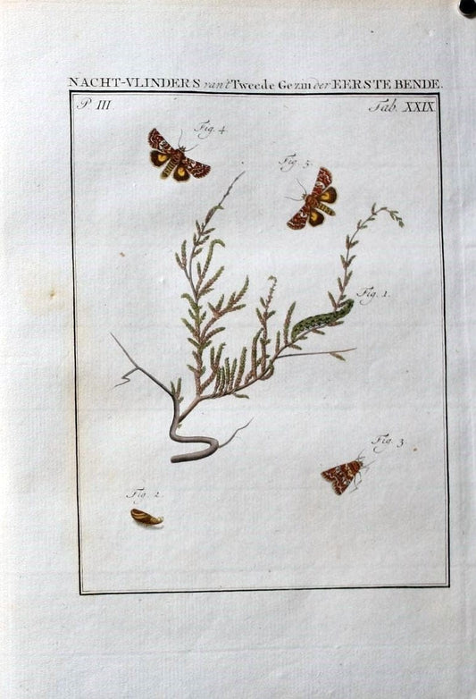 Beschouwing der wonderen Gods :.Amsterdam :J.C. Sepp,[1762-1860]. | Entomology Netherlands "University of Illinois Urbana Champaign" | Vintage Print Reproduction 460526