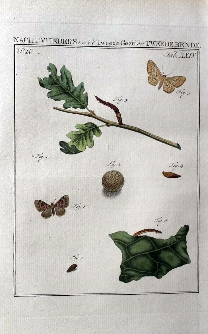 Beschouwing der wonderen Gods :.Amsterdam :J.C. Sepp,[1762-1860]. | Entomology Netherlands "University of Illinois Urbana Champaign" | Vintage Print Reproduction 460527