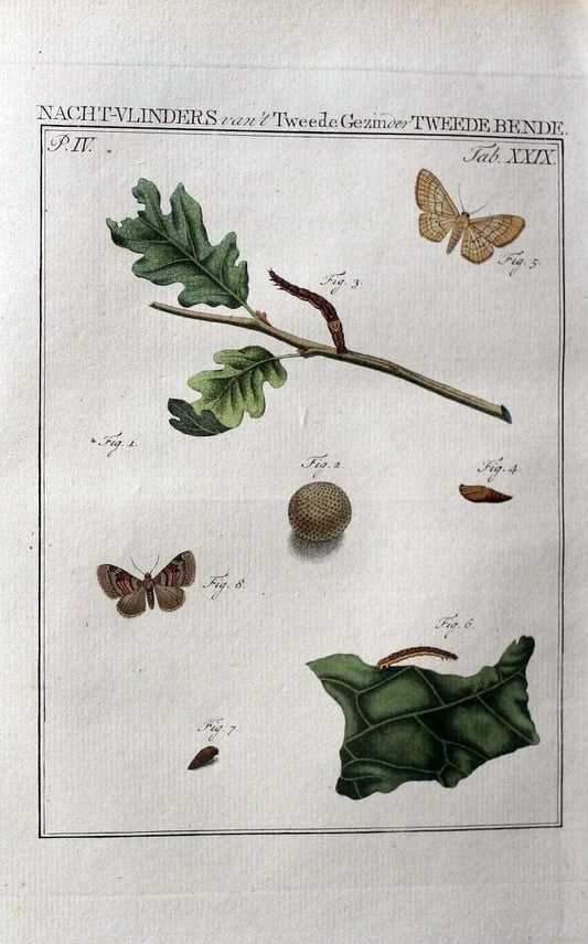 Beschouwing der wonderen Gods :.Amsterdam :J.C. Sepp,[1762-1860]. | Entomology Netherlands "University of Illinois Urbana Champaign" | Vintage Print Reproduction 460527