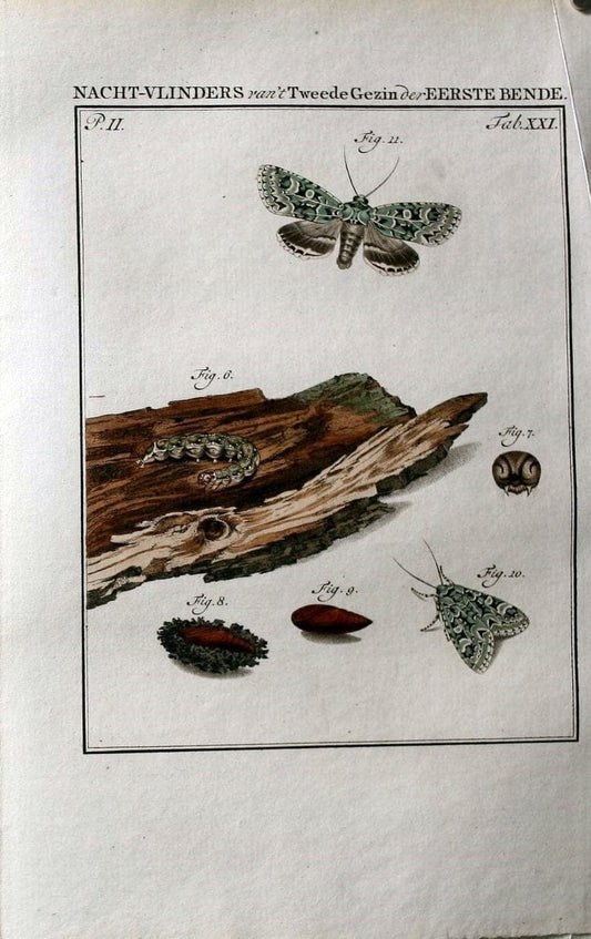 Beschouwing der wonderen Gods :.Amsterdam :J.C. Sepp,[1762-1860]. | Entomology Netherlands "University of Illinois Urbana Champaign" | Vintage Print Reproduction 460528