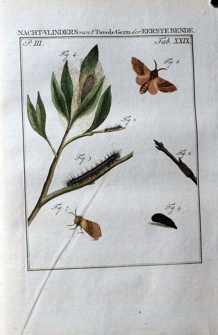 Beschouwing der wonderen Gods :.Amsterdam :J.C. Sepp,[1762-1860]. | Entomology Netherlands "University of Illinois Urbana Champaign" | Vintage Print Reproduction 460529