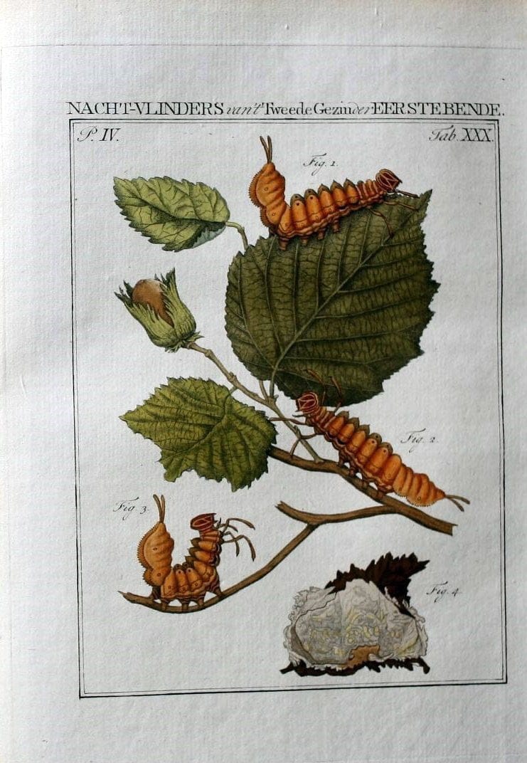 Beschouwing der wonderen Gods :.Amsterdam :J.C. Sepp,[1762-1860]. | Entomology Netherlands "University of Illinois Urbana Champaign" | Vintage Print Reproduction 460530